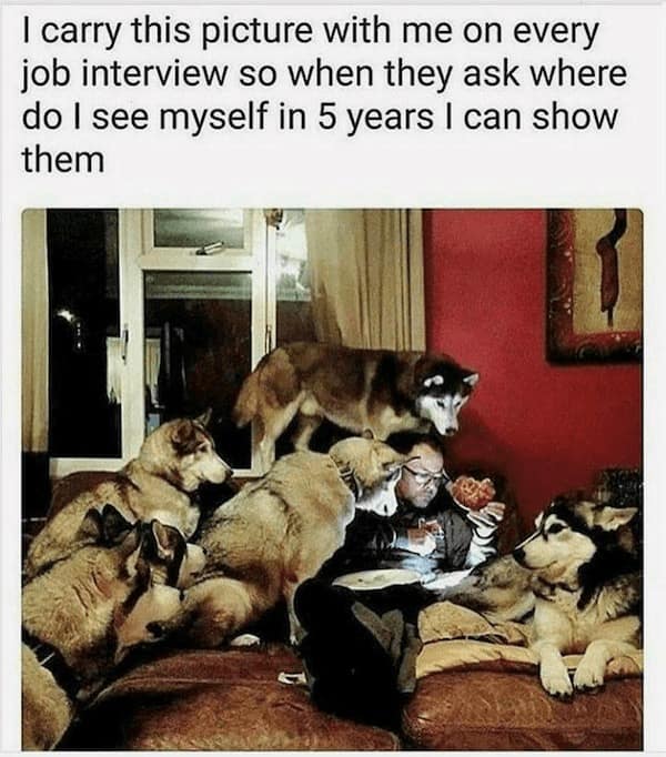 funny dog memes, doggo memes, dog lover memes, dog humor, funny pet memes, canine memes, puppy jokes, funny doggo posts