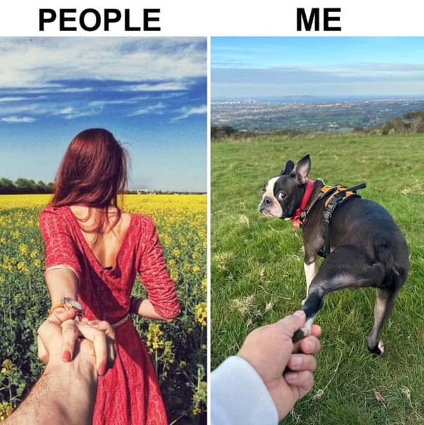 dog memes, doggo memes, dog meme collection, dog meme gallery, canine-themed memes, unny dog memes, humorous canine images, amusing puppy pics, comical pooch posts dog humor, witty canine commentary, sarcastic bark banter, clever tail wagging dog pictures, adorable pup visuals, charming furry snapshots, delightful pet portraits