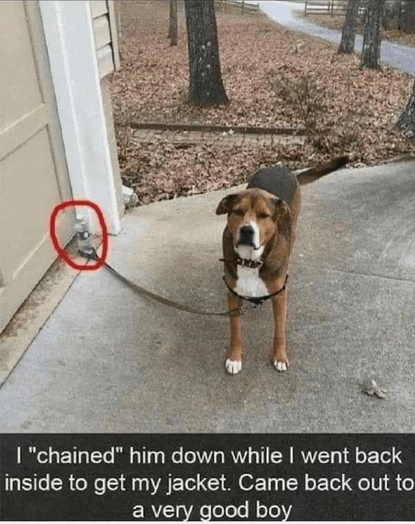 funny dog memes, doggo memes, dog lover memes, dog humor, funny pet memes, canine memes, puppy jokes, funny doggo posts