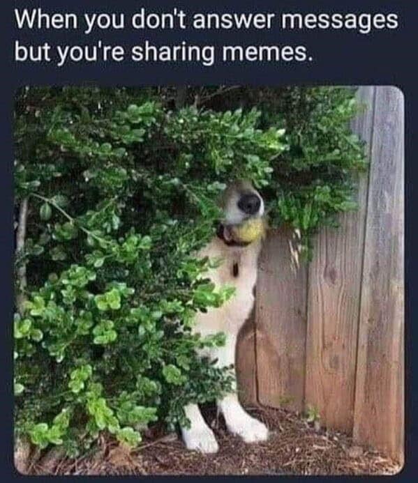 dog memes, doggo memes, dog meme collection, dog meme gallery, canine-themed memes, unny dog memes, humorous canine images, amusing puppy pics, comical pooch posts dog humor, witty canine commentary, sarcastic bark banter, clever tail wagging dog pictures, adorable pup visuals, charming furry snapshots, delightful pet portraits