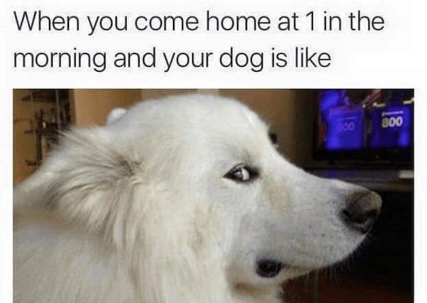 funny dog memes, doggo memes, dog lover memes, dog humor, funny pet memes, canine memes, puppy jokes, funny doggo posts