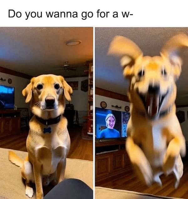 funny dog memes, doggo memes, dog lover memes, dog humor, funny pet memes, canine memes, puppy jokes, funny doggo posts