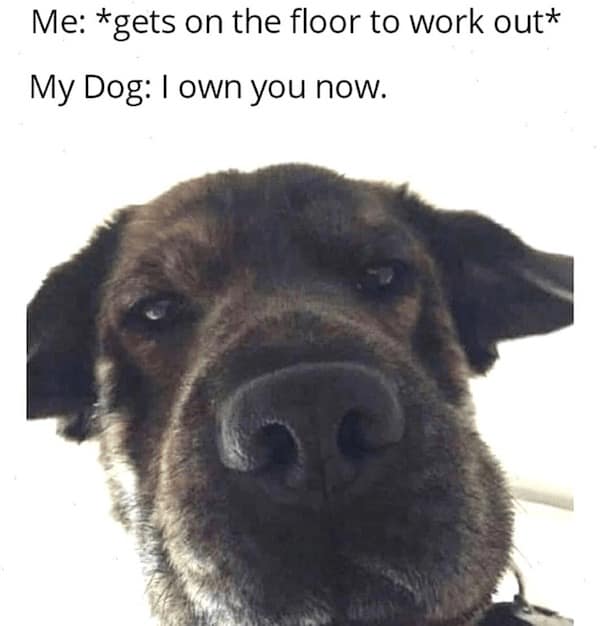 funny dog memes, doggo memes, dog lover memes, dog humor, funny pet memes, canine memes, puppy jokes, funny doggo posts