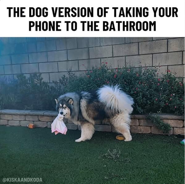 dog memes, doggo memes, dog meme collection, dog meme gallery, canine-themed memes, unny dog memes, humorous canine images, amusing puppy pics, comical pooch posts dog humor, witty canine commentary, sarcastic bark banter, clever tail wagging dog pictures, adorable pup visuals, charming furry snapshots, delightful pet portraits