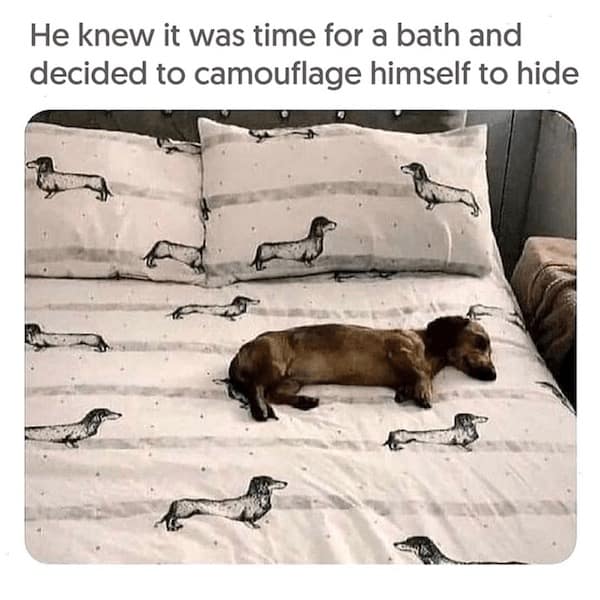 funny dog memes, doggo memes, dog lover memes, dog humor, funny pet memes, canine memes, puppy jokes, funny doggo posts