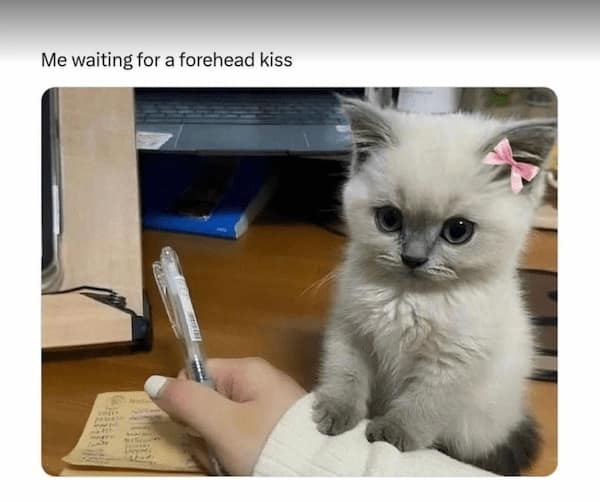 flirty memes, dirty memes, love memes, flirtation memes, alluring meme collection, suggestive images, slightly naughty posts, risqué visual jokes, playfully improper humor, relationship memes, couple-based funnies, partnered humor visuals, romantic duo laughter, affectionate wit, heart-themed images, tender joke pics