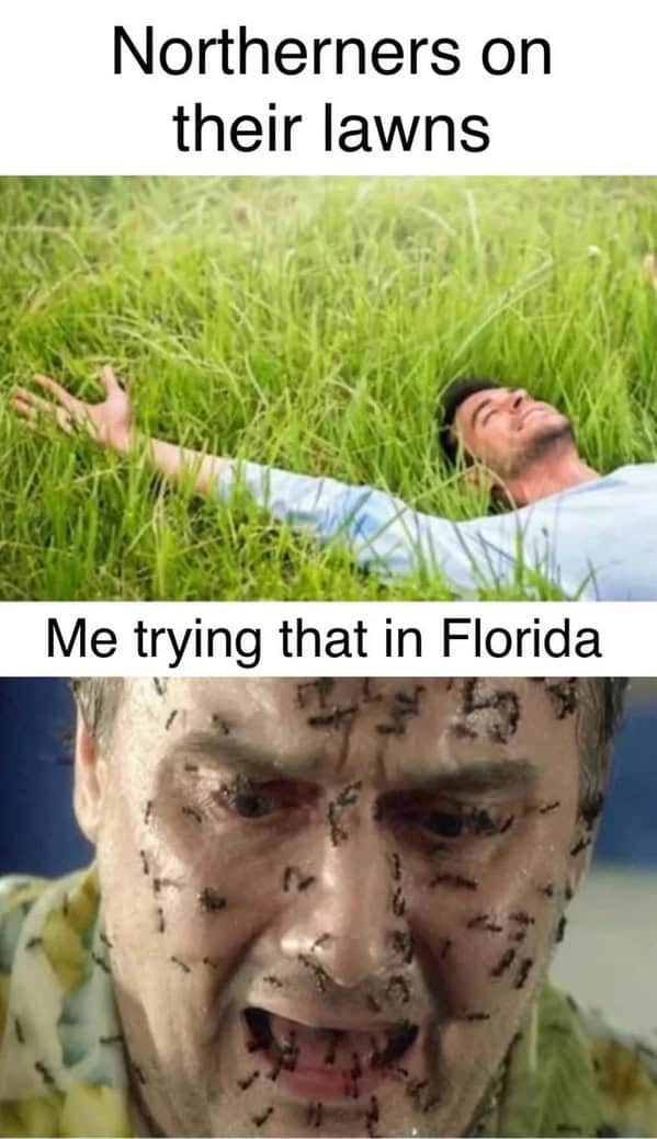 Florida memes, Florida man memes, Florida jokes, Florida humor, Florida man stories, Florida news, bizarre Florida