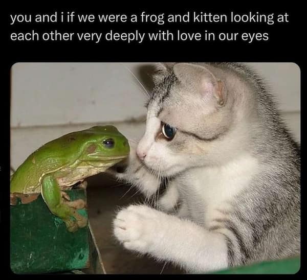 you and i if we were a frog and kitten looking at each other very deeply with love in our eyes