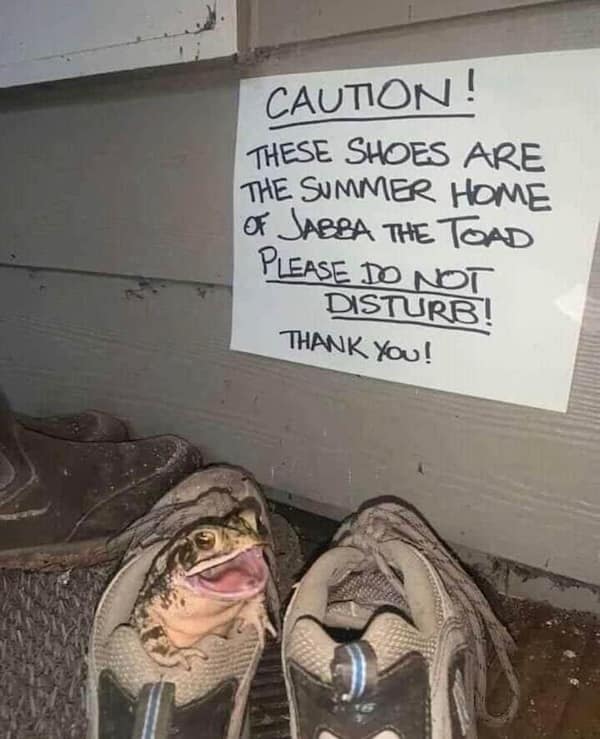 CAUTION! THESE SHOES ARE THE SUMMER HOME OT JABBA THE TOAD PLEASE DO NOT DISTURB! THANK YOU!