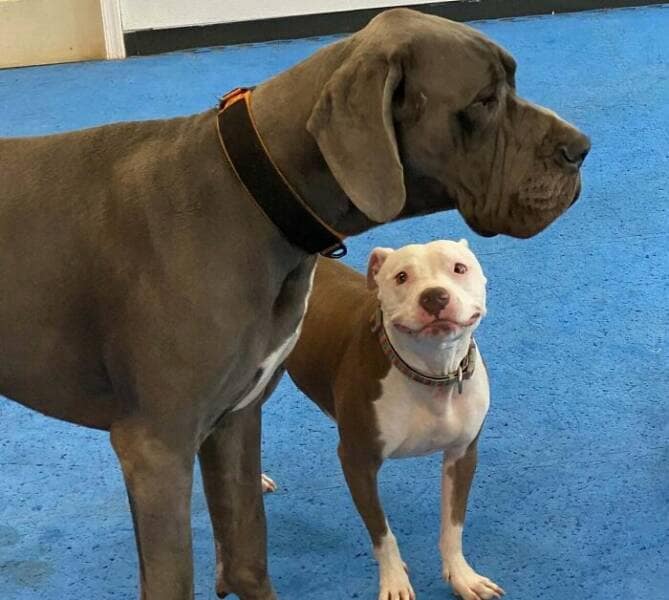 funny great danes, great dane humor, great dane funny, great dane memes, Big dog humor, large dog humor, giant dog humor