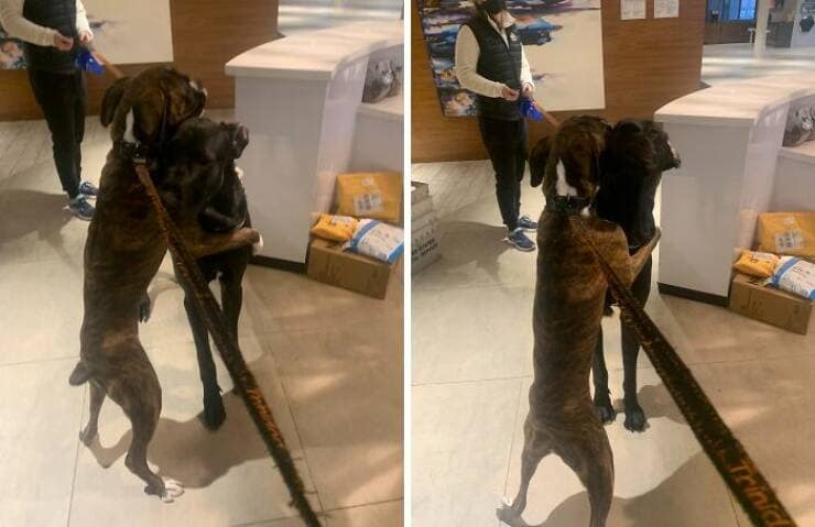 funny great danes, great dane humor, great dane funny, great dane memes, Big dog humor, large dog humor, giant dog humor