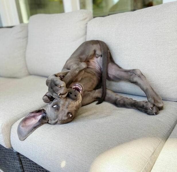 funny great danes, great dane humor, great dane funny, great dane memes, Big dog humor, large dog humor, giant dog humor