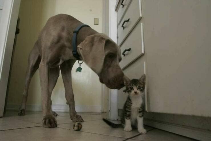 funny great danes, great dane humor, great dane funny, great dane memes, Big dog humor, large dog humor, giant dog humor