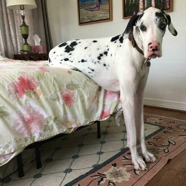 funny great danes, great dane humor, great dane funny, great dane memes, Big dog humor, large dog humor, giant dog humor