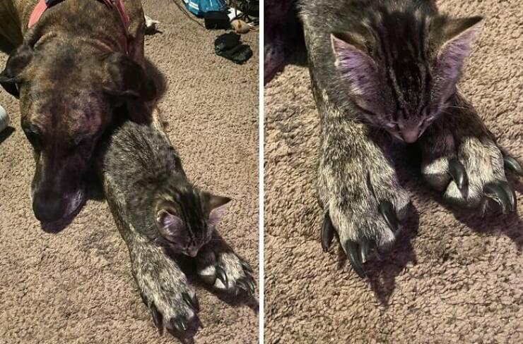 funny great danes, great dane humor, great dane funny, great dane memes, Big dog humor, large dog humor, giant dog humor