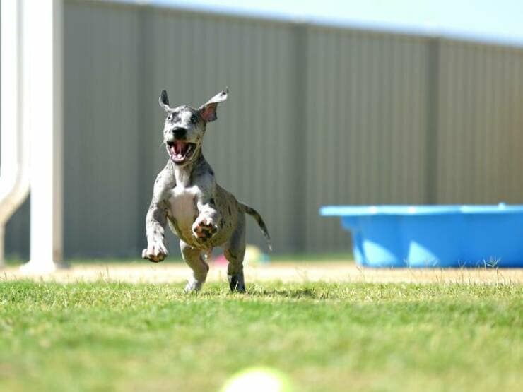 funny great danes, great dane humor, great dane funny, great dane memes, Big dog humor, large dog humor, giant dog humor