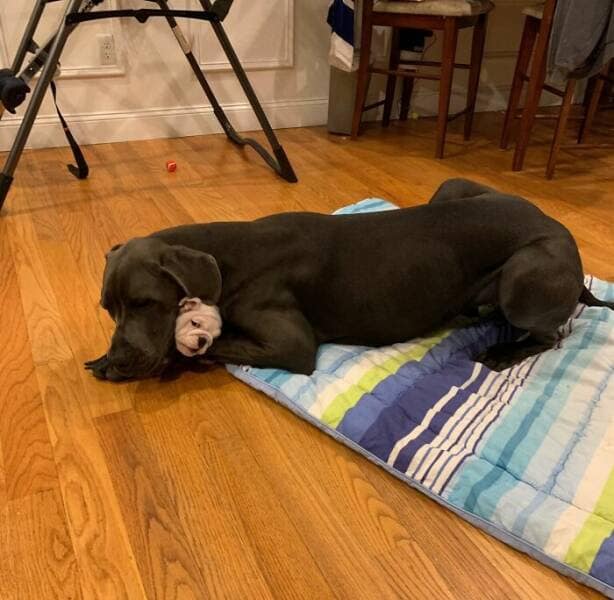 funny great danes, great dane humor, great dane funny, great dane memes, Big dog humor, large dog humor, giant dog humor