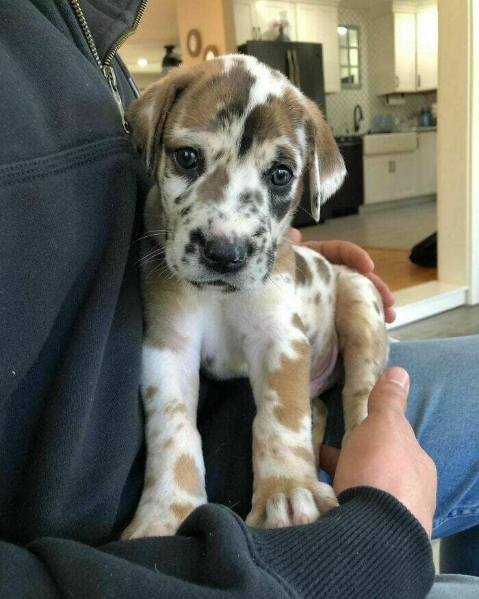 funny great danes, great dane humor, great dane funny, great dane memes, Big dog humor, large dog humor, giant dog humor