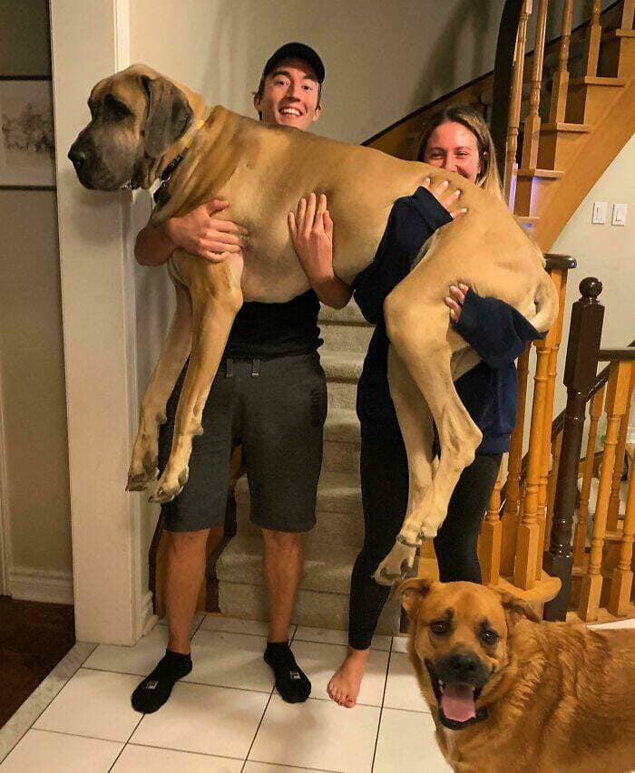 funny great danes, great dane humor, great dane funny, great dane memes, Big dog humor, large dog humor, giant dog humor