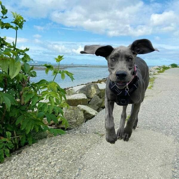 funny great danes, great dane humor, great dane funny, great dane memes, Big dog humor, large dog humor, giant dog humor