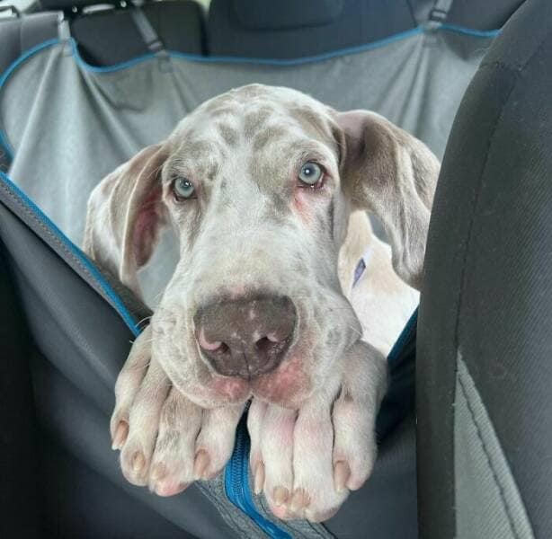 funny great danes, great dane humor, great dane funny, great dane memes, Big dog humor, large dog humor, giant dog humor