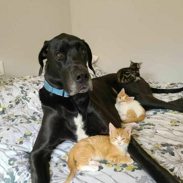 funny great danes, great dane humor, great dane funny, great dane memes, Big dog humor, large dog humor, giant dog humor
