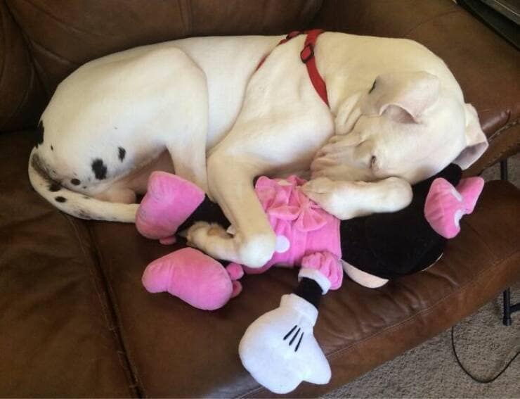 funny great danes, great dane humor, great dane funny, great dane memes, Big dog humor, large dog humor, giant dog humor