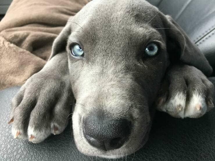 funny great danes, great dane humor, great dane funny, great dane memes, Big dog humor, large dog humor, giant dog humor