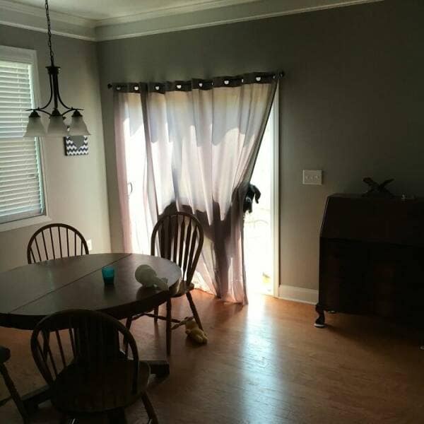 funny great danes, great dane humor, great dane funny, great dane memes, Big dog humor, large dog humor, giant dog humor