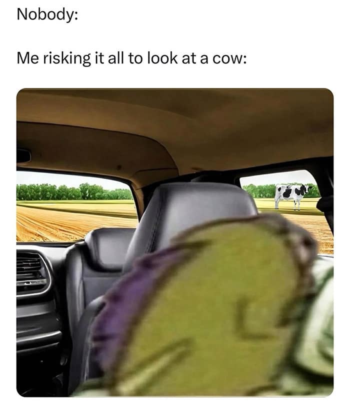 Nobody: Me risking it all to look at a cow: