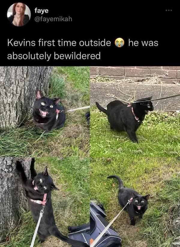 funny pics, funny memes, funny pictures