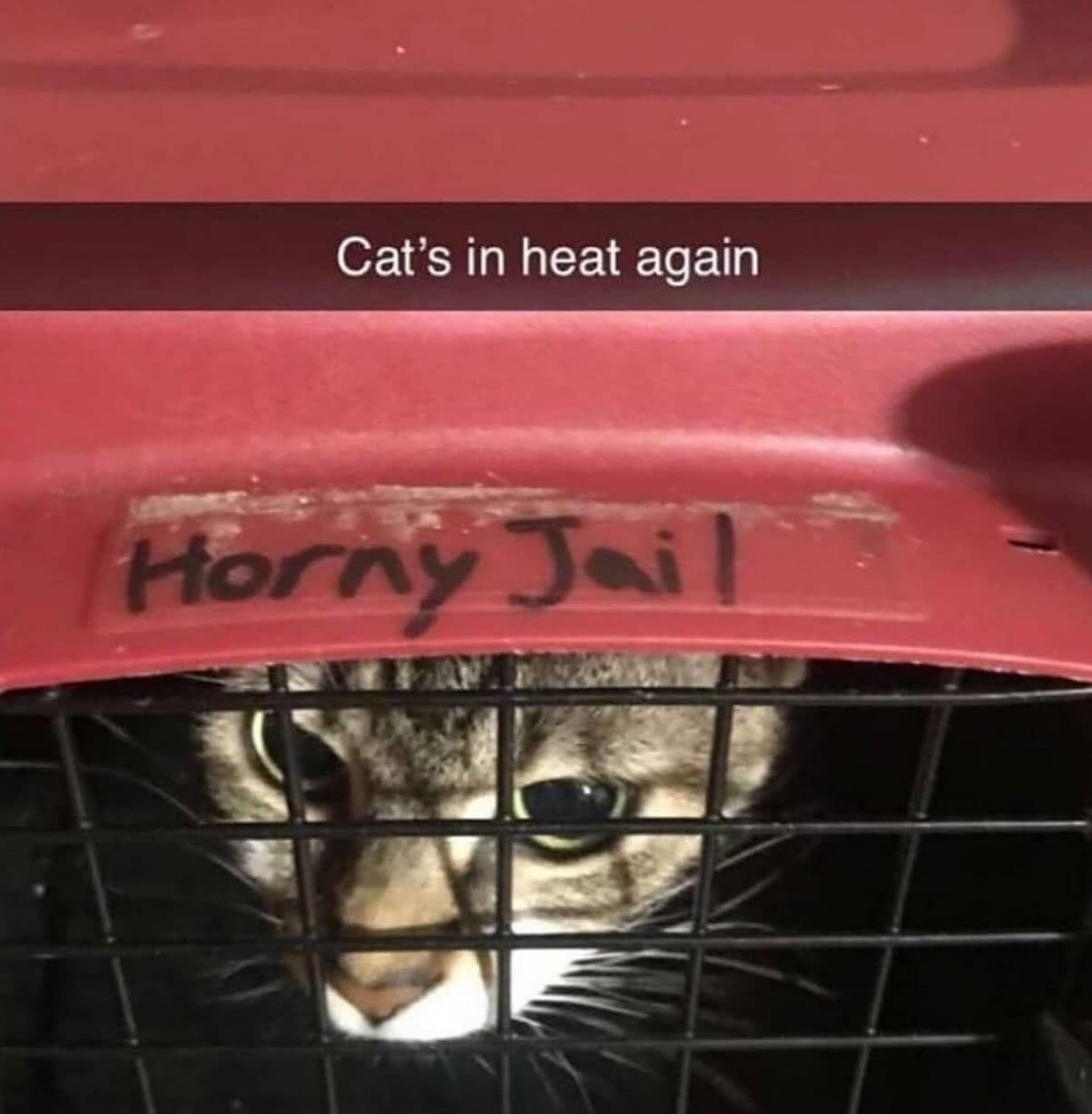 Cat's in heat again