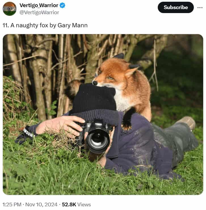 funny wildlife photos, funny wildlife photography, comedic animal images, hilarious fauna shots, wildlife humor pics, wildlife photography, nature camera skills, animal photo capturing, outdoor shoot artistry, wildlife jokes, animal mischief humor, nature-based quips, zoological gags