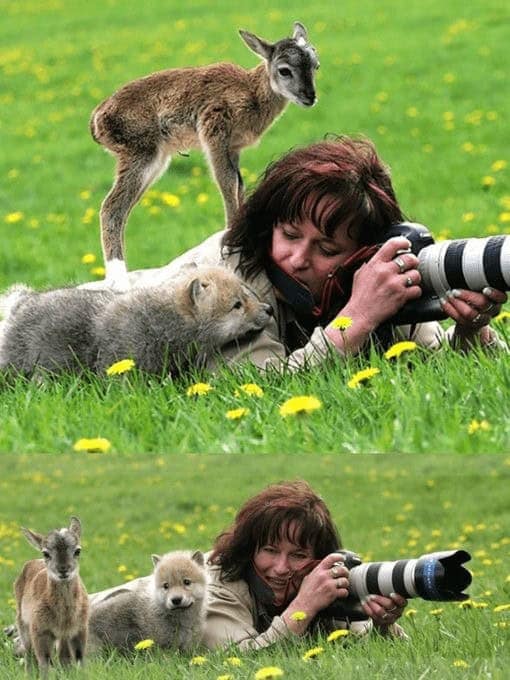 funny wildlife photos, funny wildlife photography, comedic animal images, hilarious fauna shots, wildlife humor pics, wildlife photography, nature camera skills, animal photo capturing, outdoor shoot artistry, wildlife jokes, animal mischief humor, nature-based quips, zoological gags