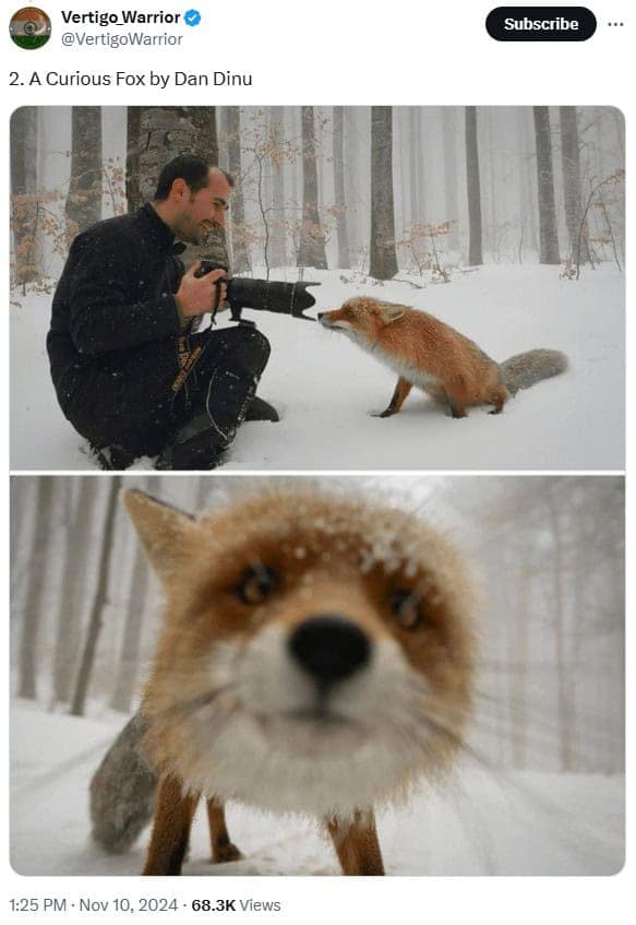 funny wildlife photos, funny wildlife photography, comedic animal images, hilarious fauna shots, wildlife humor pics, wildlife photography, nature camera skills, animal photo capturing, outdoor shoot artistry, wildlife jokes, animal mischief humor, nature-based quips, zoological gags