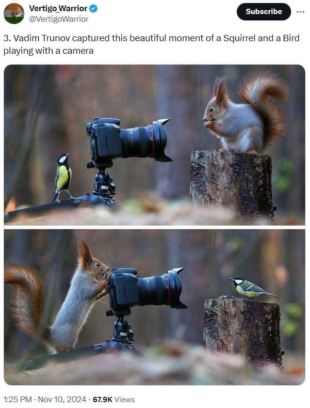 funny wildlife photos, funny wildlife photography, comedic animal images, hilarious fauna shots, wildlife humor pics, wildlife photography, nature camera skills, animal photo capturing, outdoor shoot artistry, wildlife jokes, animal mischief humor, nature-based quips, zoological gags
