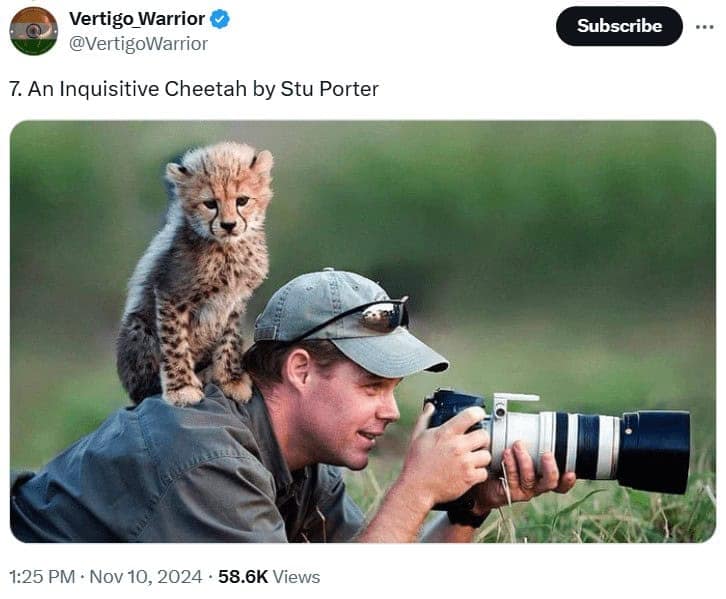 funny wildlife photos, funny wildlife photography, comedic animal images, hilarious fauna shots, wildlife humor pics, wildlife photography, nature camera skills, animal photo capturing, outdoor shoot artistry, wildlife jokes, animal mischief humor, nature-based quips, zoological gags