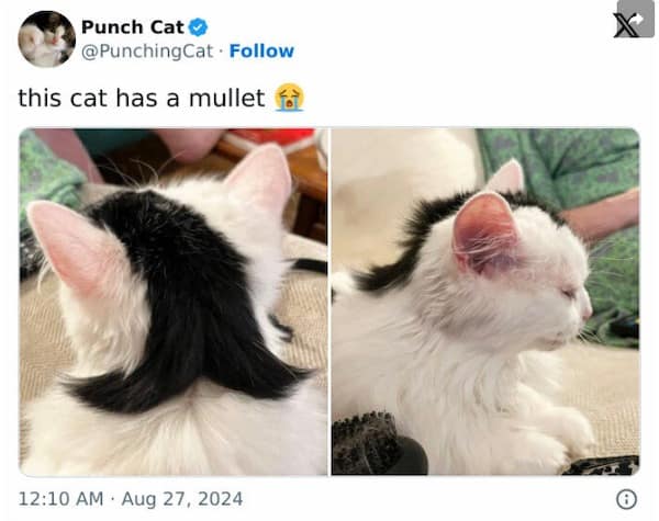 this cat has a mullet
