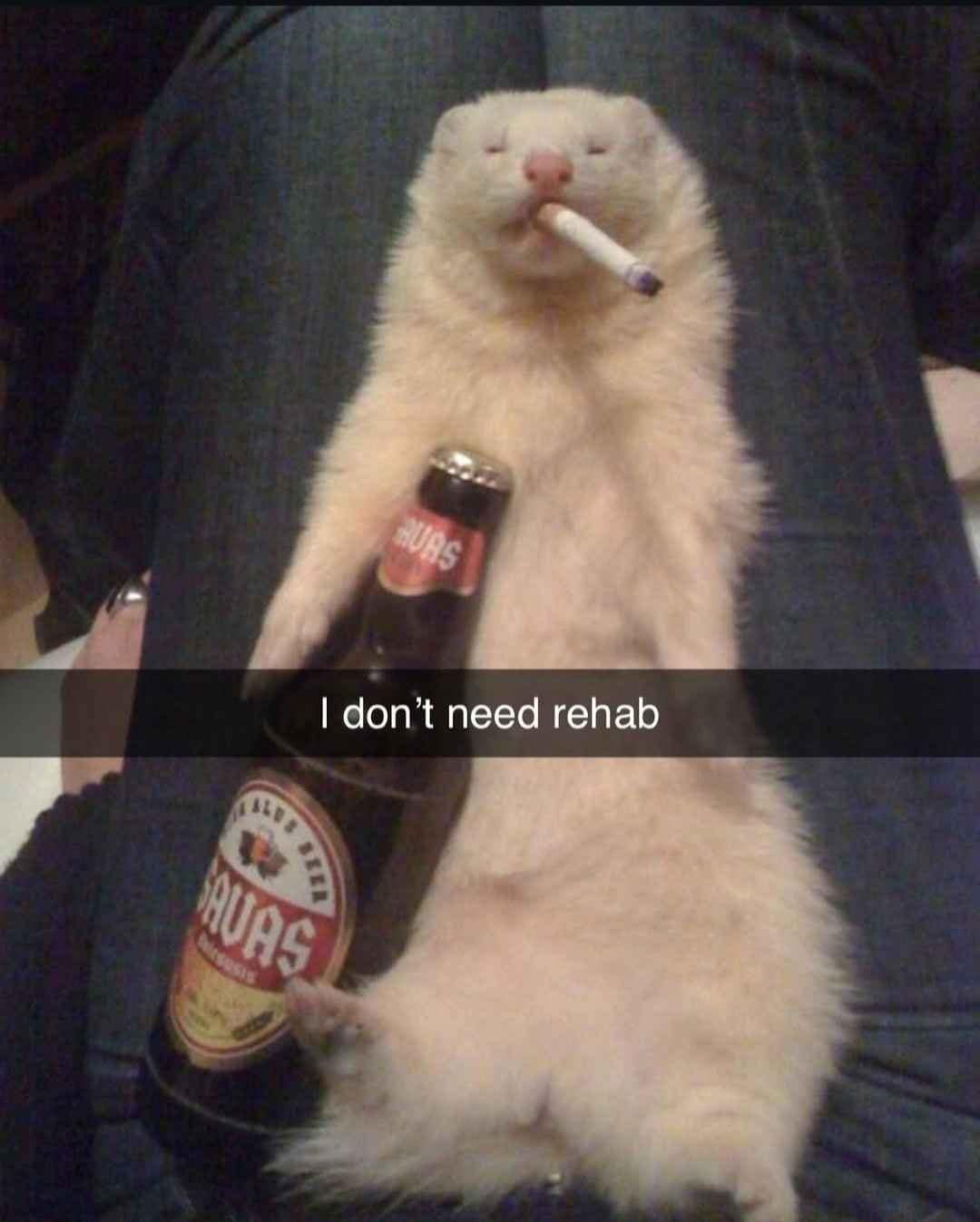 meme dump, funny memes, hilarious memes, internet humor, funny memes, laughter-inducing content, meme collection, humor compilation, joke repository