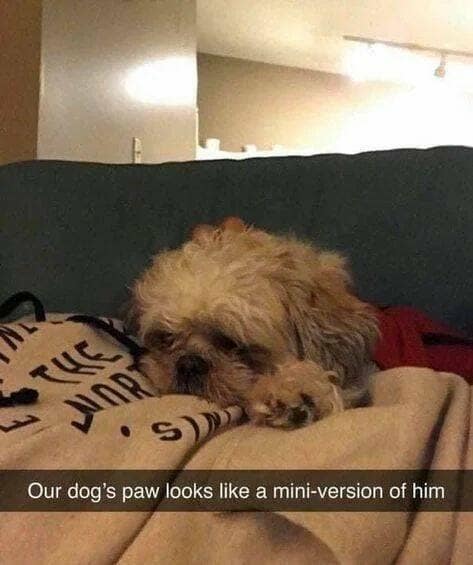 Our dog's paw looks like a mini-version of him