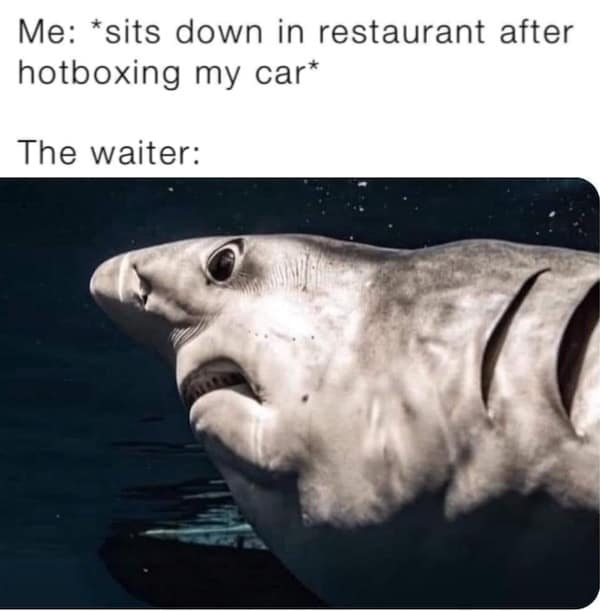 meme dump, funny memes, hilarious memes, meme compilation, meme roundup, meme assortment, amusing images, entertaining visuals, witty graphic jokes most hilarious memes, top humor pics, standout funny scenes, ultimate laugh material best meme collection, prime meme stash, premium humor batch, choice comedic set