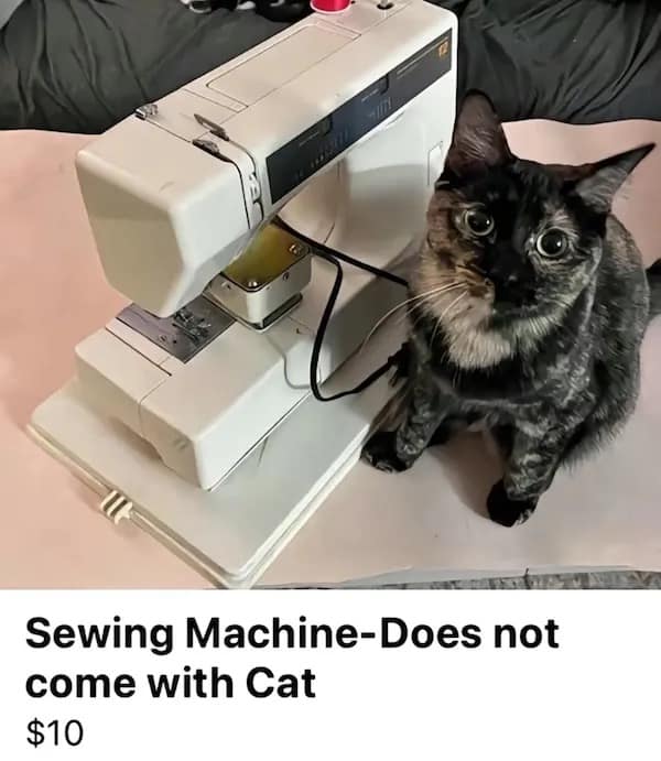 meme dump, funny memes, hilarious memes, viral memes, viral internet jokes, meme collection, trending internet humor, funny viral posts