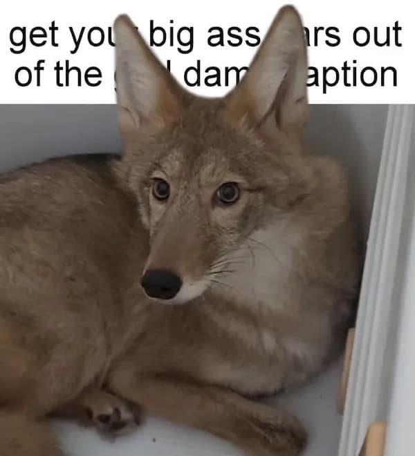 meme dump, funny memes, hilarious memes, lunch break memes, daily laughs, internet comedy, humor compilation, meme buffet, comedy roundup