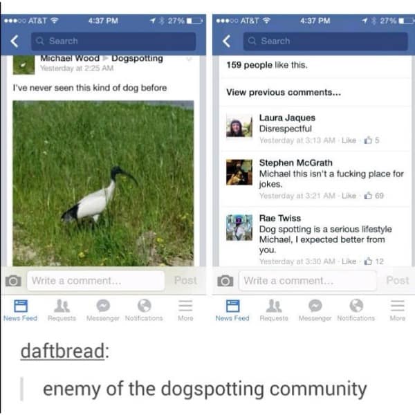•4000 AT&T 4:37 PM a, Search Michael Wood Dogspotting sterday at 2.25 AM I've never seen this kind of dog before Write a comment.. Post BOO AT&T S 4:37 PM Q Search 159 people like this. View previous comments... Laura Jaques Disrespectful Yosterday a1.3:13 AM Like E 5 Stephen McGrath Michael this isn't a fucking place for jokes. Yesterday at 3:21 AM - Like: & 69 Rae Twiss Dog spotting is a serious lifestyle Michael, I expected better from you. Yinterday at 3:30 AM - Like & 12 Write a comment. Post More News Feed daftbread: enemy of the dogspotting community