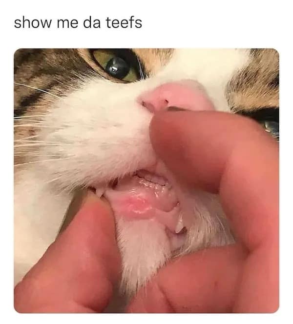 show me da teefs