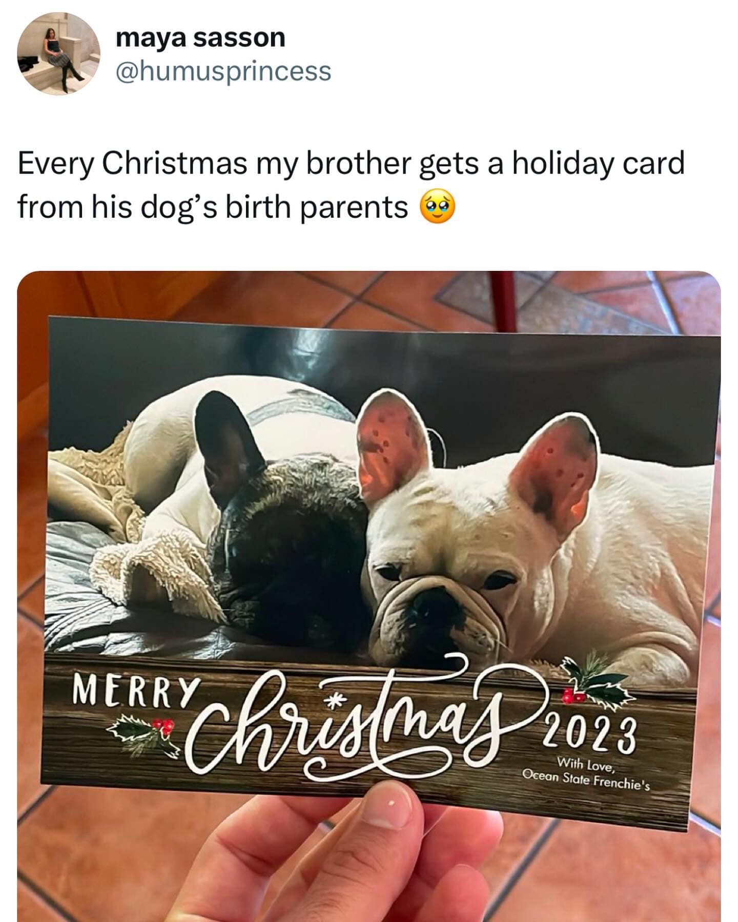 maya sasson @humusprincess Every Christmas my brother gets a holiday card from his dog's birth parents MERRY Chris/ma.2023
