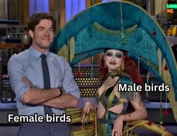 Female birds Male birds