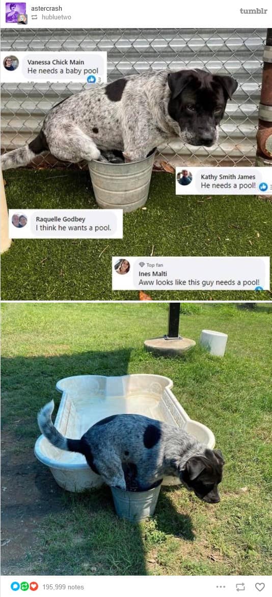 astercrash = hubluetwo Vanessa Chick Main He needs a baby pool Raquelle Godbey I think he wants a pool. 195,999 notes tumblr Kathy Smith James He needs a pool! © Top fan Ines Malti Aww looks like this guy needs a pool! 仅 3