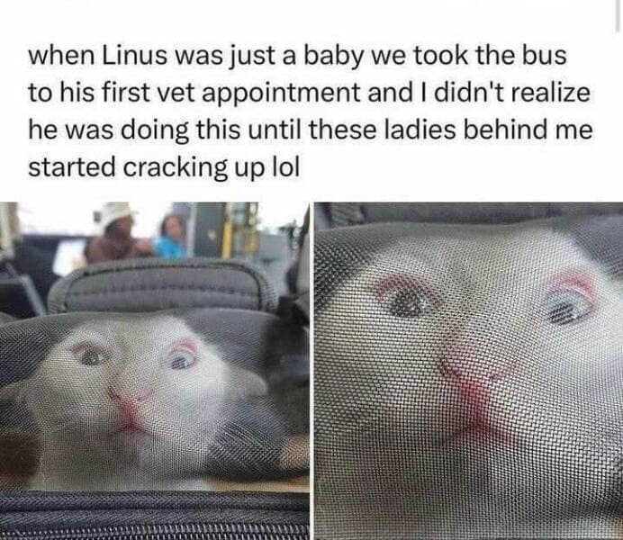 meme dump, funny memes, hilarious memes, meme collection, meme roundup, meme assortment, humorous pics, witty images, amusing visuals, uproarious images, laugh-worthy clips, side-splitting humor, online gags, digital jokes, web-based satire