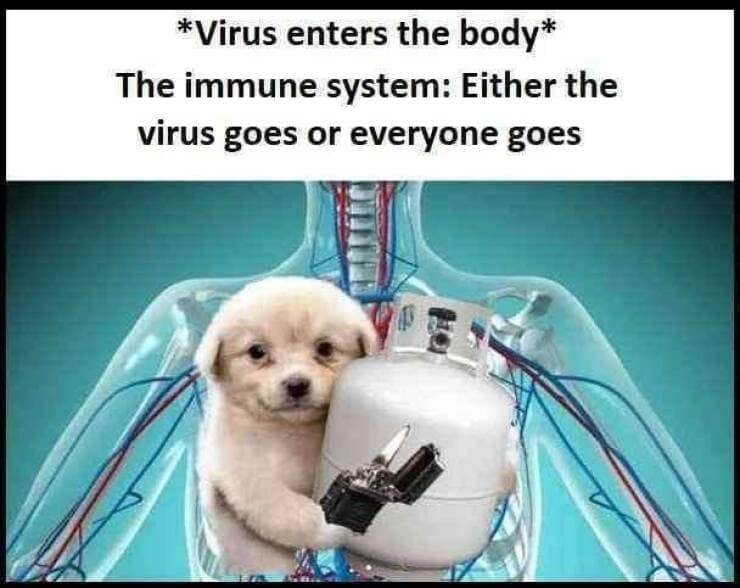 meme dump, funny memes, hilarious memes, meme collection, meme roundup, meme assortment, humorous pics, witty images, amusing visuals, uproarious images, laugh-worthy clips, side-splitting humor, online gags, digital jokes, web-based satire